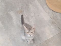 -楼上猫咖(罗湖店)