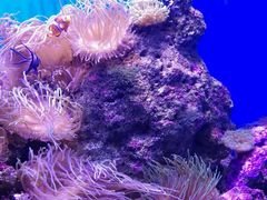 -悉尼海洋生物水族馆