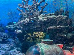 -上海海昌海洋公园