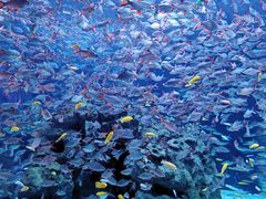 -成都浩海立方海洋公园