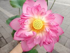 -莲花池公园