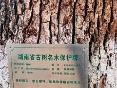 -马王堆汉墓遗址