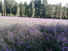 -紫海香堤香草艺术庄园