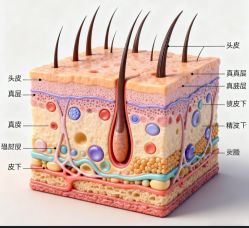 -Bollins波林丝•专研护发中心