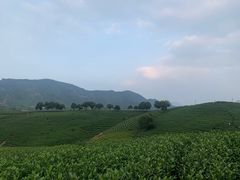 -帐篷客·溪龙茶谷度假酒店