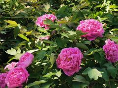 -莲花池公园