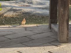 -中国唐苑