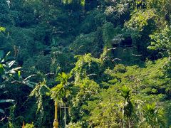 -西双版纳原始森林公园