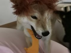 -南京Hallo宠物乐园·哈罗犬舍·柴犬繁育基地