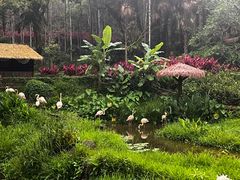 -呀诺达热带雨林