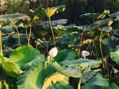 -白鹭湾湿地公园