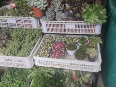 -溪岸路花鸟市场