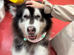 -和它·交个朋友·狗咖猫咖(爱琴海店)