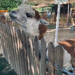 -萌宠亲子动物乐园(槐房万达店)