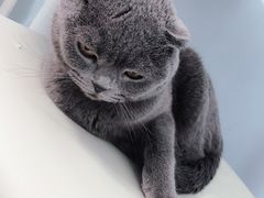 -喵的天空名猫咖啡馆·撸猫·猫舍·用品