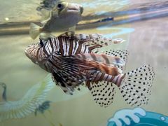 -烟台海昌鲸鲨海洋公园