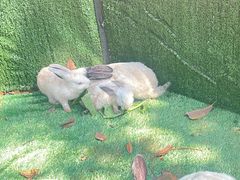 -海南热带野生动植物园