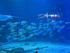 -烟台海昌鲸鲨海洋公园