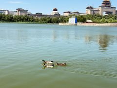 -莲花池公园