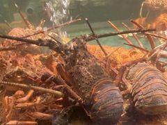 -龙宴海鲜城(经中路店)