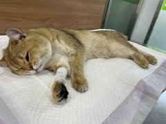 -爱侣宠医·鹦鹉专科·小型哺乳类·异宠专科(灵石路店)