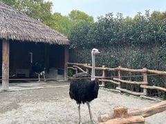 -上海野生动物园