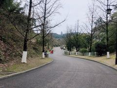 -铁山坪森林公园