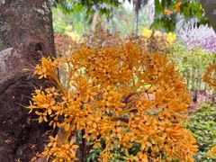 -中国科学院西双版纳热带植物园