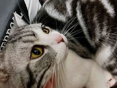 -帕帕拉兹宠物(亚洲旗舰店)