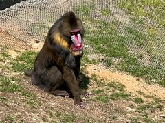 -西霞口神雕山野生动物世界