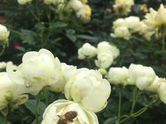 -人民公园(罗湖区)