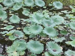 -合肥滨湖国家森林公园