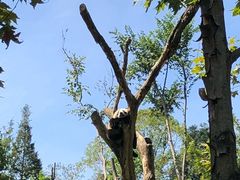 -都江堰中华大熊猫苑