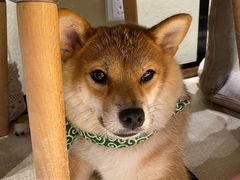 -逗柴咖啡屋·狗咖猫咖宠物桌游