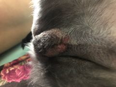 -纳吉亚猫专科动物医院博雅分院