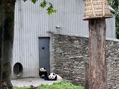 -卧龙中华大熊猫苑神树坪基地