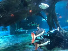 -华夏文旅海洋公园