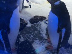-凯莉-塔尔敦海洋生物水族馆