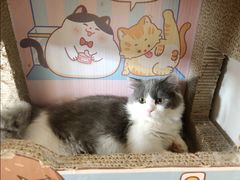 -猫腻·猫咖·撸猫馆(星光大道店)