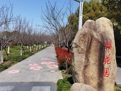 -高东镇樱花园
