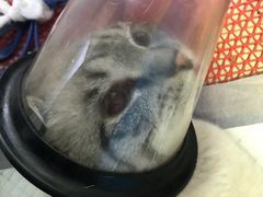 -佳怡动物医院·平价24小时·猫专科骨外科