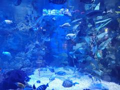 -烟台海昌鲸鲨海洋公园