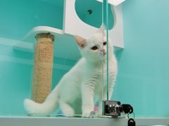 -猫宠乐园·专业洗护