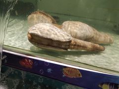 -西亚美超市(西亚丽宝广场店)