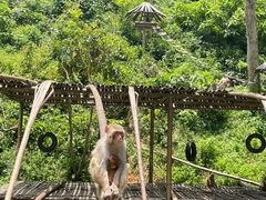 -西双版纳原始森林公园