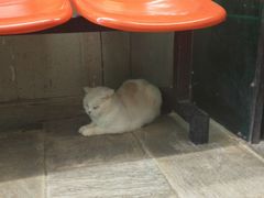 -猫咪博物馆(顶澳仔猫街店)