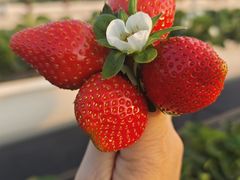 -尚果生态采摘园