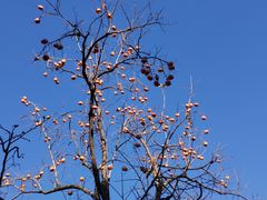 -百果园PAGODA(西四地铁站店)