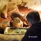 这里有超多可可爱爱的小萌宠哦，他们在这里等你来呢