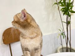 -共舞时光猫咖·狗咖(新街口店)
